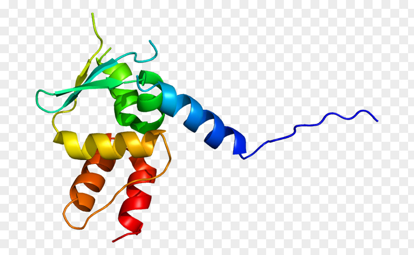 Giant Axonal Neuropathy (gigaxonin) Protein Chromosome 16 Gene PNG