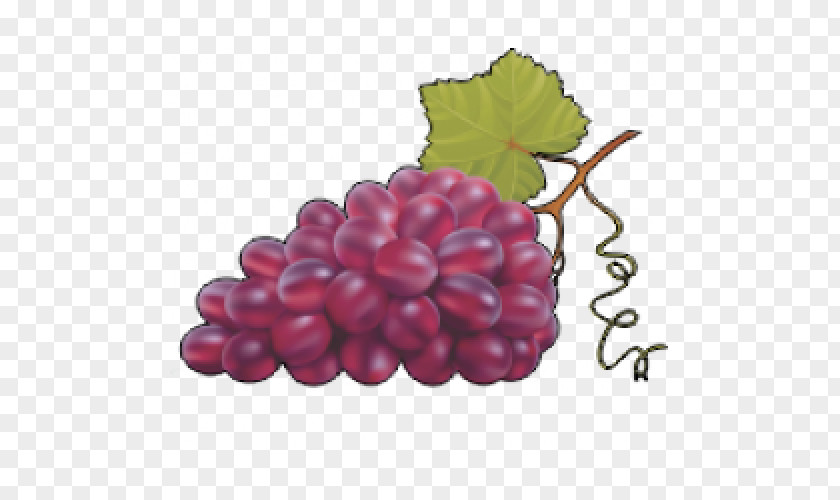 Grape Common Vine Vector Graphics Clip Art PNG