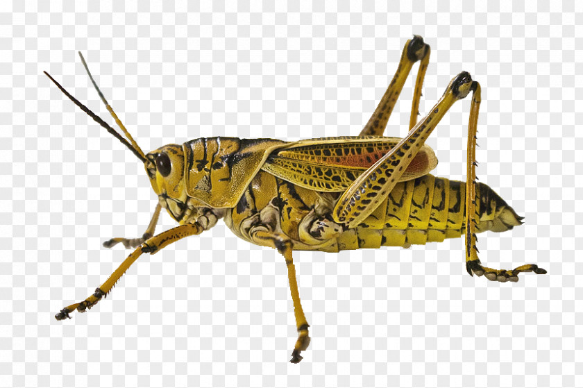 Grasshopper Closeup Insect Animal Jumping Locust PNG