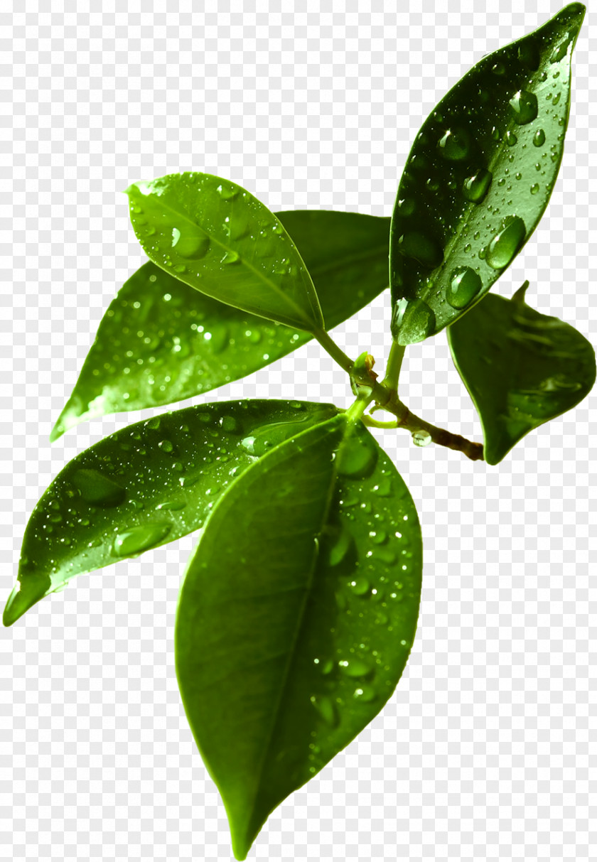 Leaf Tree Clip Art PNG