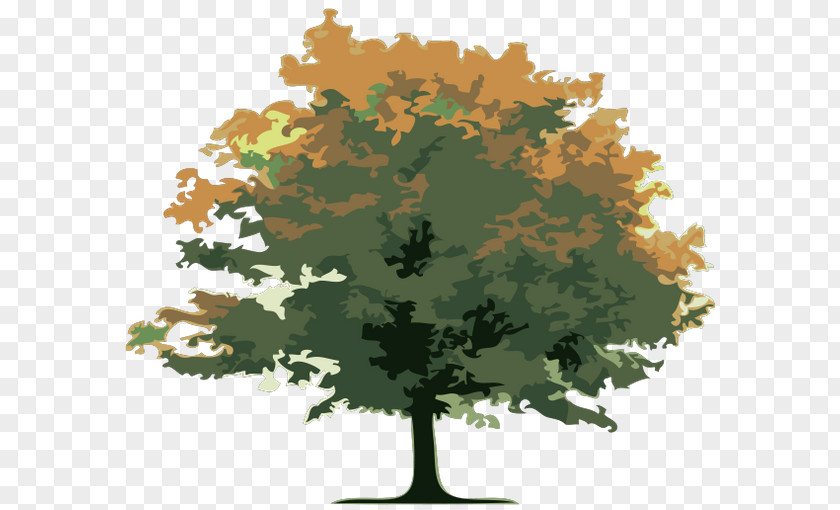 Tree Gaza Timber PNG