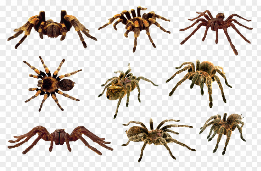 Animal Collection Jumping Spider Clip Art Image PNG