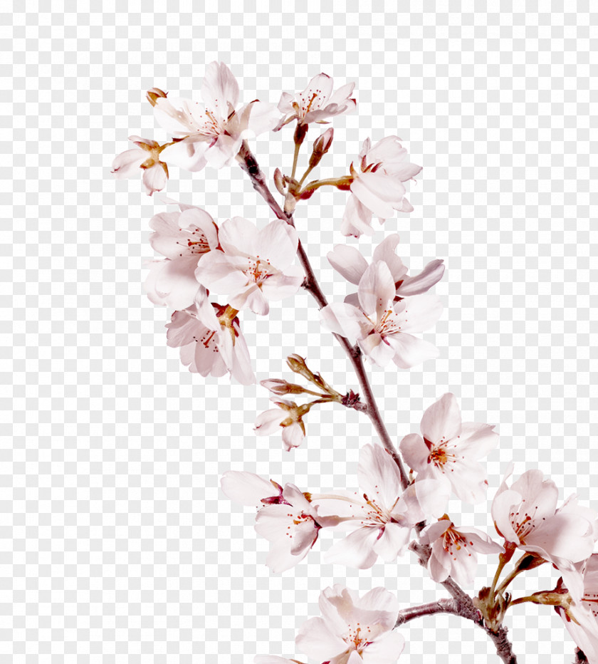 Cherry Blossom Petals Branch Flower Petal PNG