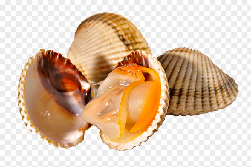 Cockle Mussel Spanish Cuisine Clam Shellfish PNG Shellfish, fish clipart PNG
