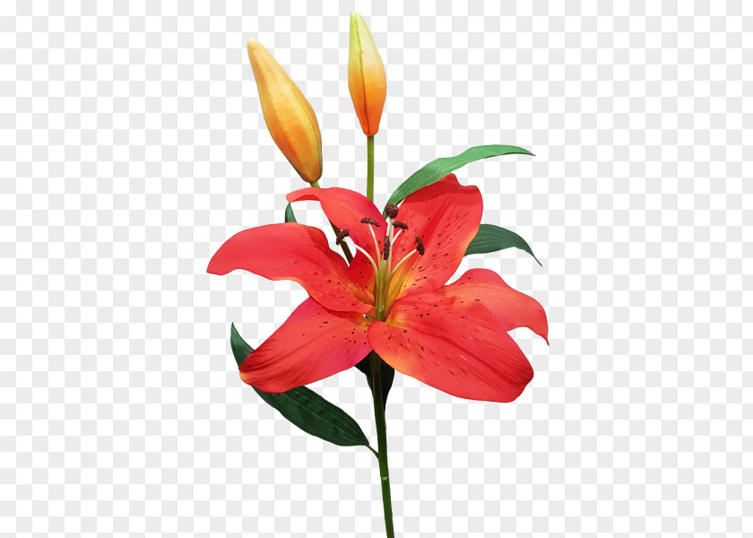 Lily Orange Cut Flowers Floral Design Plant Stem PNG