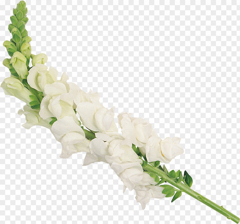 Pearls Cut Flowers Floral Design Flower Bouquet Artificial PNG