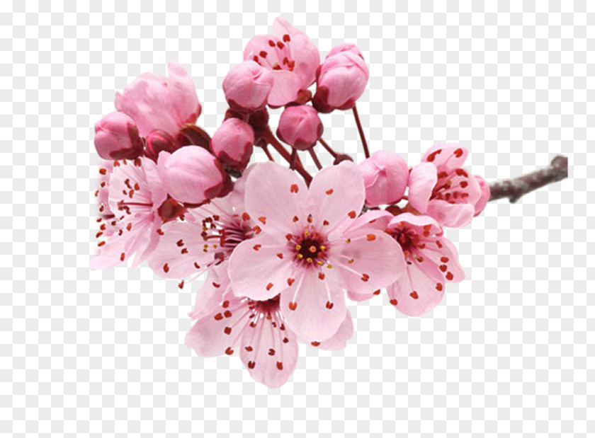 Shampoo Hair Conditioner Cherry Blossom Crimea Care PNG