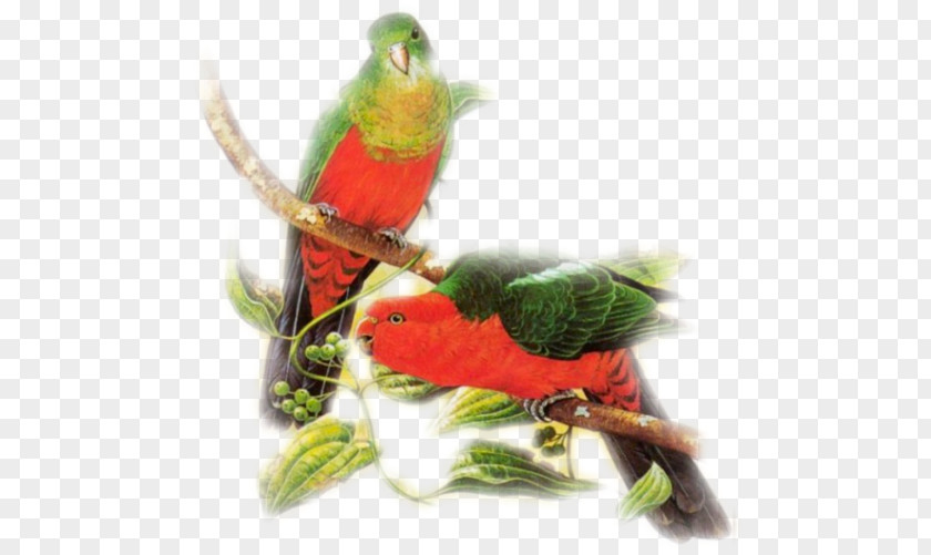 Bird Loriini Parakeet Cygnini Feather PNG
