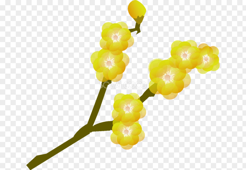 Chimonanthus Praecox Plum Blossom Plant PNG