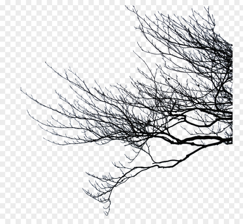 Clipart Tree With Branches Clip Art Image Branch PNG