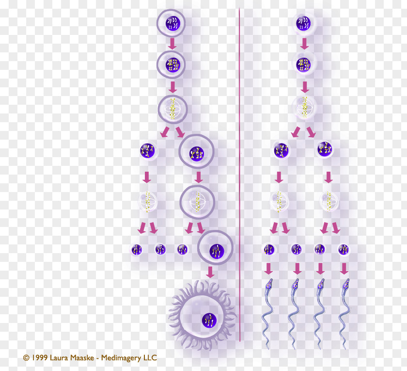 Gametogenesis Meiosis Gamete Spermatogenesis Male PNG