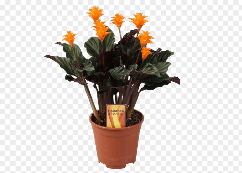 Plant Houseplant Eternal Flame Calatheas Flowerpot PNG