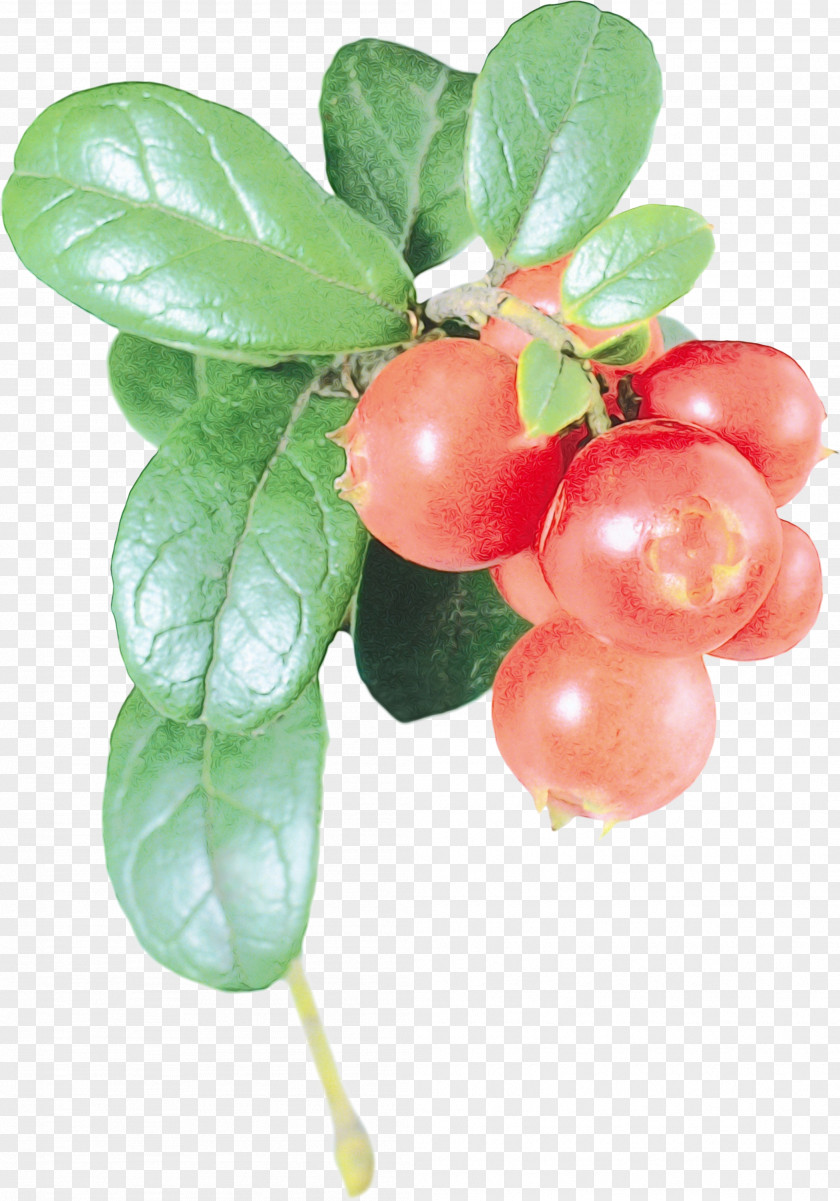 Woody Plant Berry Fruit Flower Lingonberry Food PNG