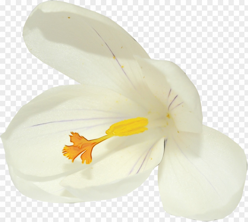 Iris Moth Orchid White Petal Flower Yellow Plant PNG