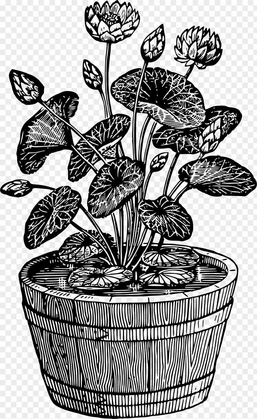 Potted Plant Flowerpot Houseplant Drawing PNG