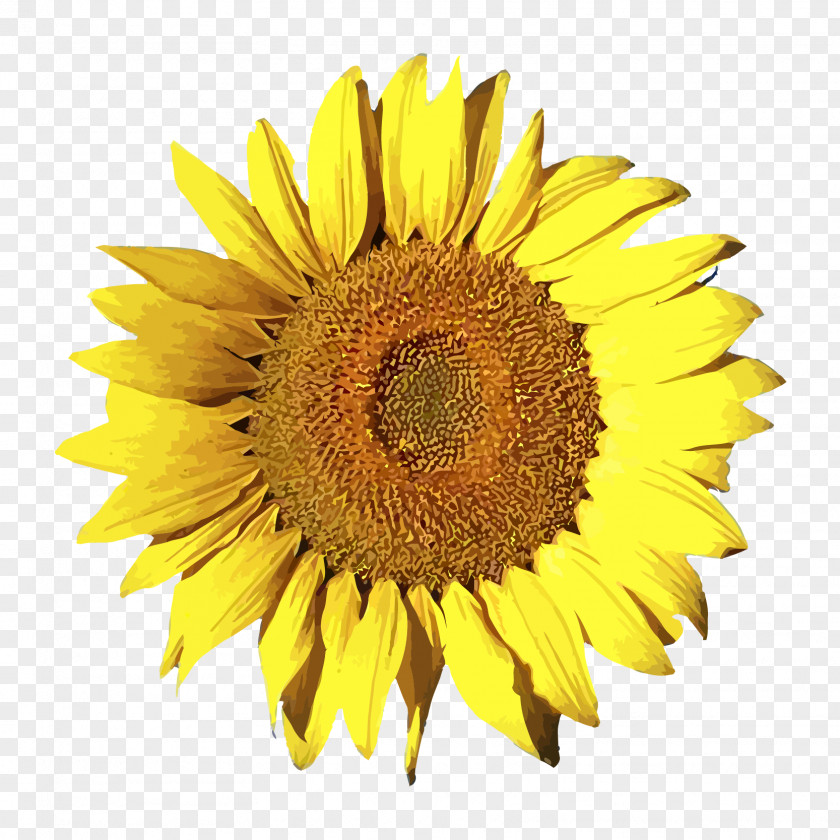 Vector Sun Sunflower Free Content Common Clip Art PNG