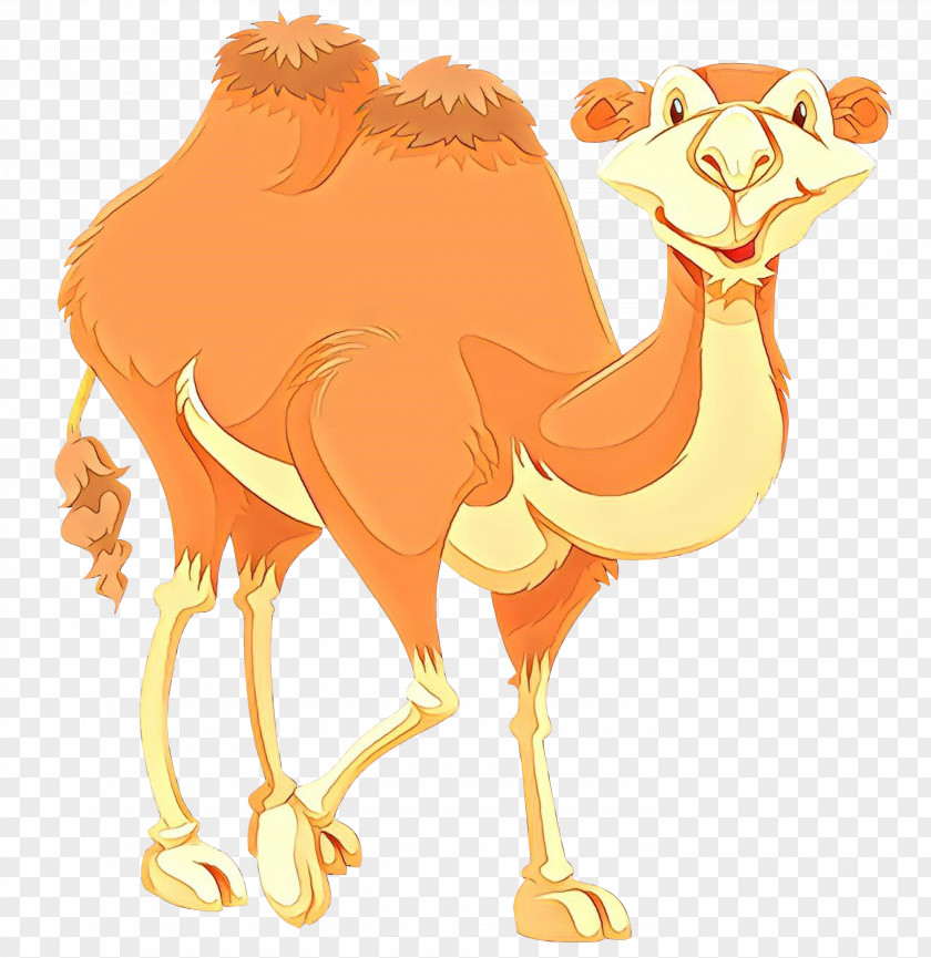 Camel Arabian Camelid Ostrich Bactrian PNG