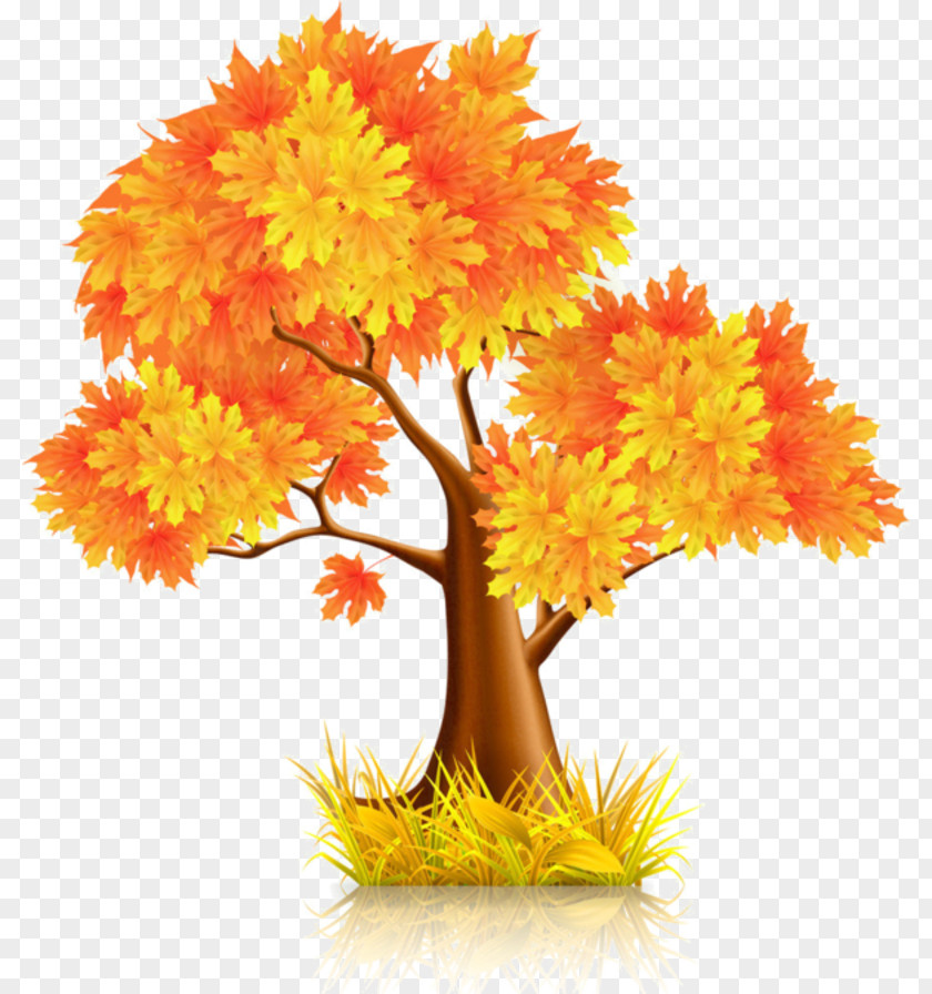 Maple Tree Vector Graphics Clip Art Euclidean Drawing PNG