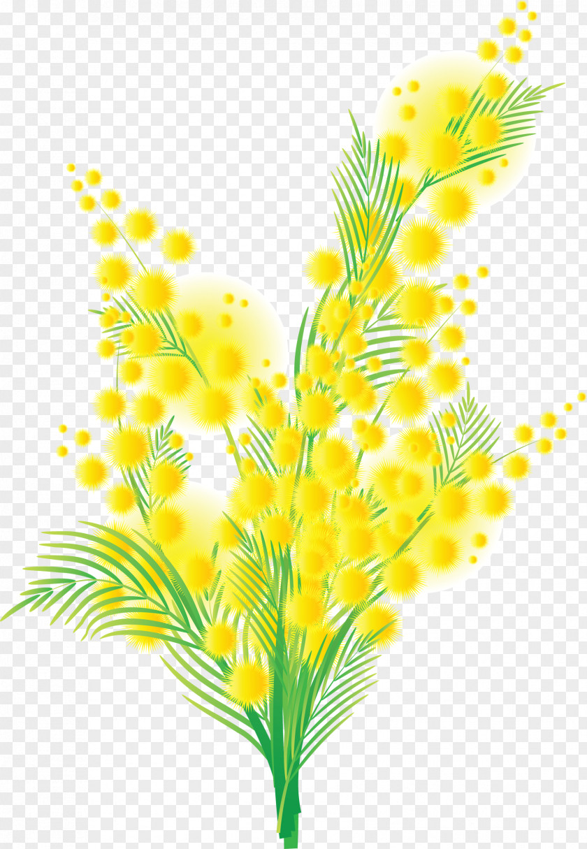 Mimosa Flower PNG
