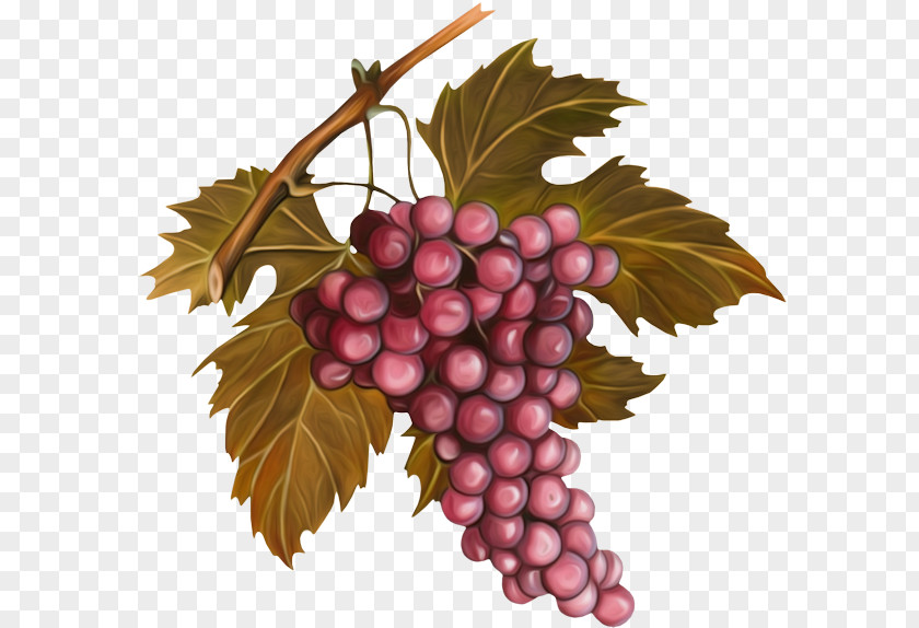 Raisin Vigne Grape Seed Oil Pit Wine Vignoble De Chablis PNG