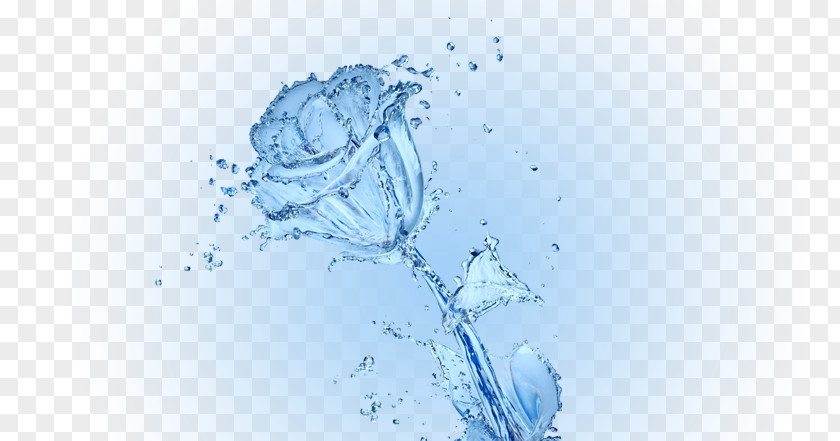 Roses Water Conservation Rose Desktop Wallpaper PNG