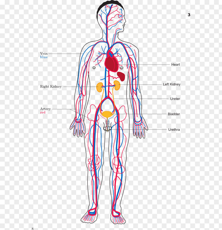 The Circulatory System Human Body Organ Heart PNG body system Heart, circulatory clipart PNG