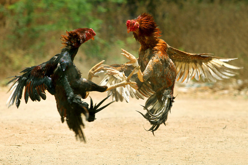 Cock Asil Chicken Phoenix Tamil Nadu Visakhapatnam Cockfight PNG