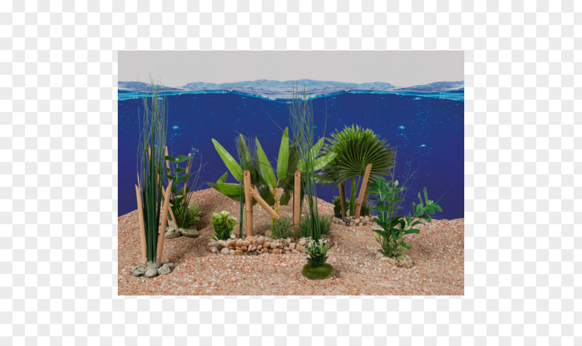 Plante Majorelle Blue Garden Aquarium Vegetation Biome PNG