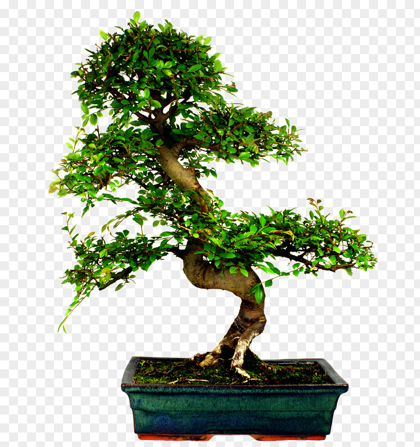 Tree Chinese Elm Bonsai Stock Photography Ulmus Davidiana Var. Japonica PNG