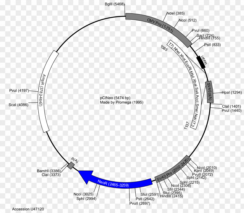 Vector Plasmid Restriction Map PGLO PUC19 PNG