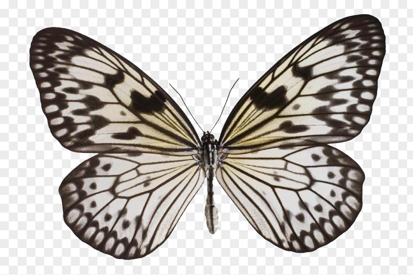Butterflies Monarch Butterfly Idea Leuconoe Insect Pupa PNG