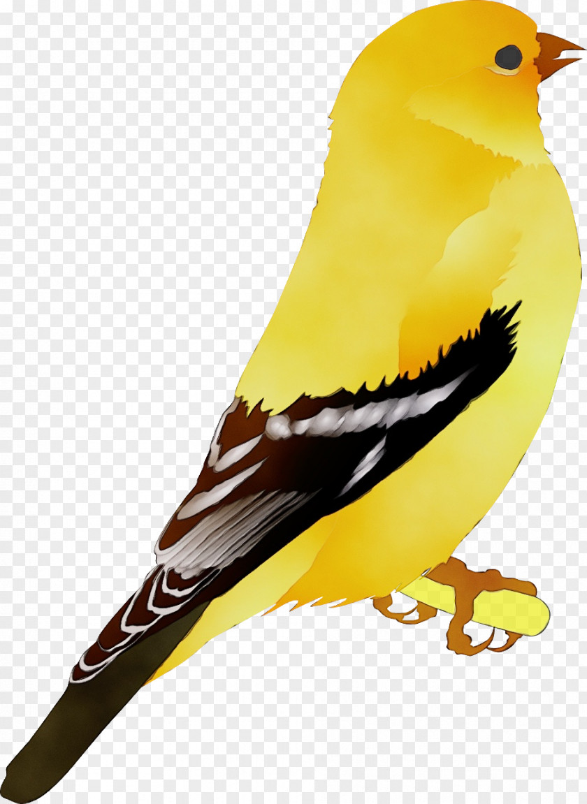 Domestic Canary Black Finches Yellow Birds PNG