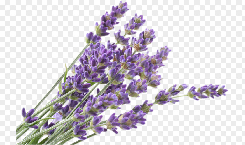 Flower English Lavender French Lavandula Dentata Pedunculata PNG