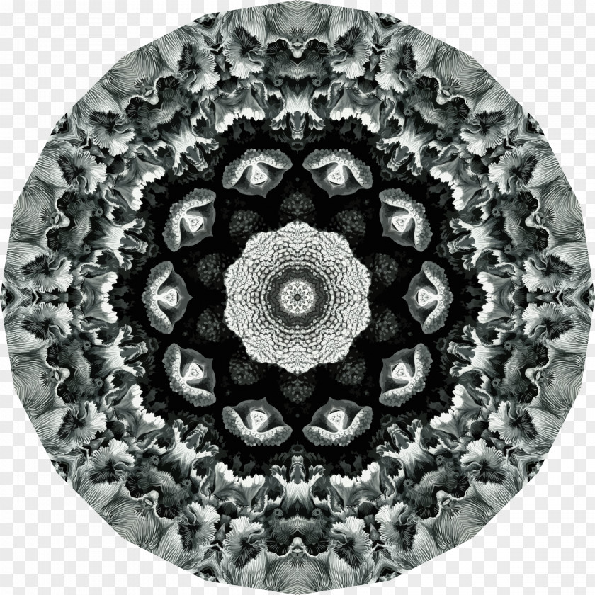 Hollow Mandala Art Forms In Nature Symmetry Hexacorallia Printmaking PNG