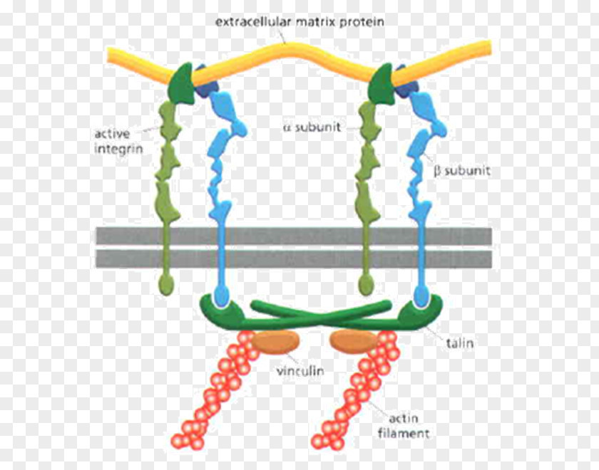 Integrin Extracellular Matrix Laminin Cytoskeleton PNG
