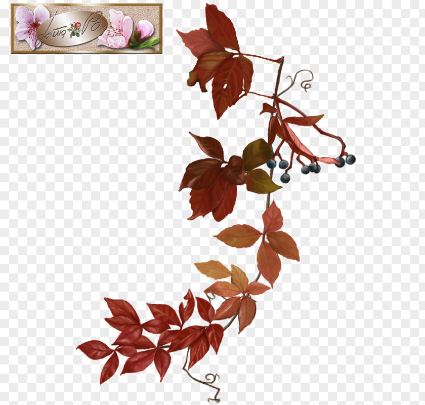 Leaf Petal Twig PNG