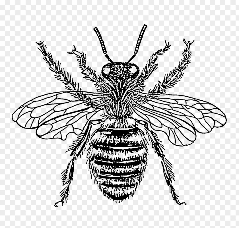 Bee European Dark Insect Clip Art Black And White PNG