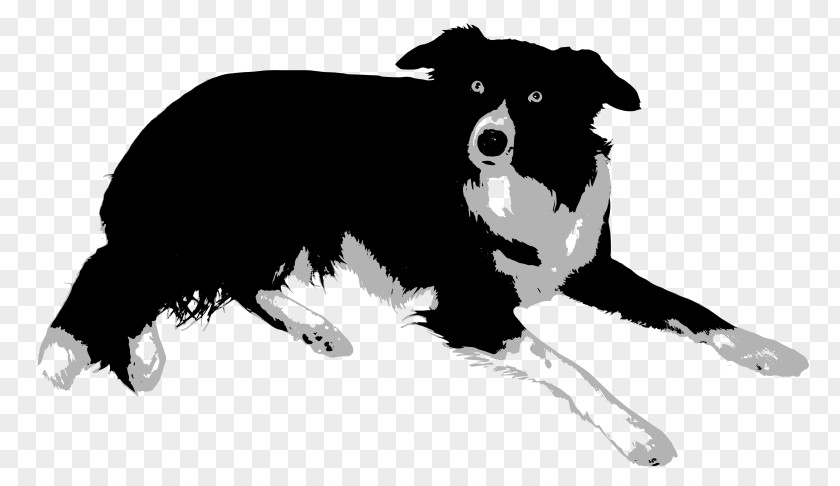 Bordercollie Border Collie Rough Bearded Old English Sheepdog Central Asian Shepherd Dog PNG