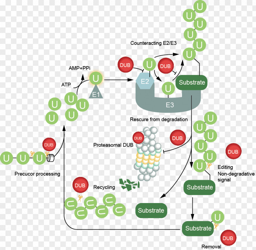 Deubiquitinating Enzyme USP7 USP14 Tree Genomics PNG