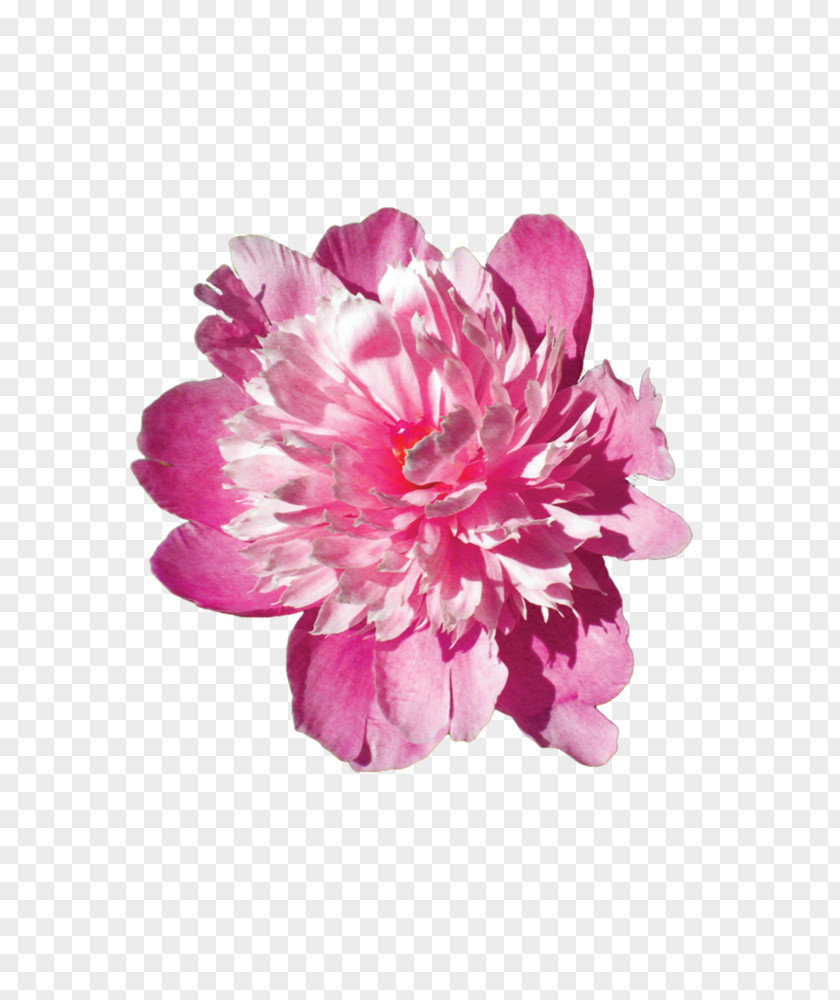 Flower Pink Flowers Stock Photography Floral Design PNG