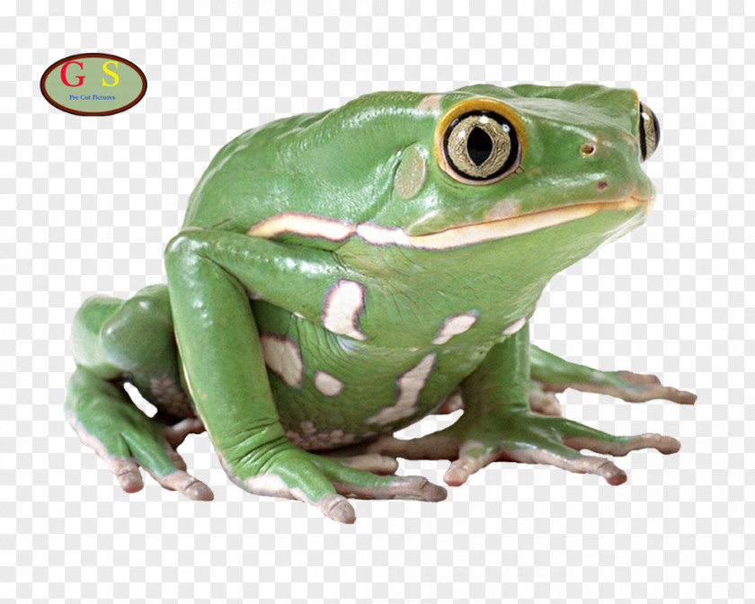 Frog American Bullfrog Pig Poison Dart PNG