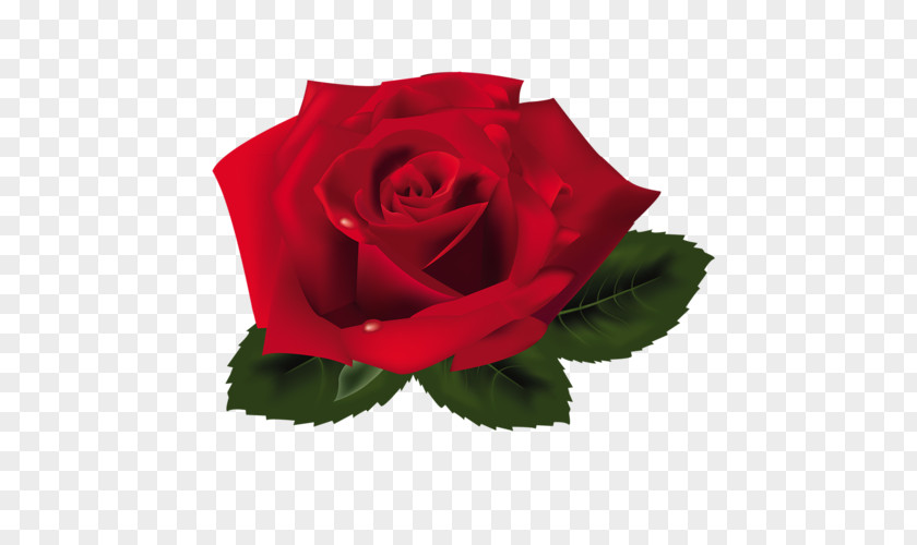 Rose Clip Art PNG