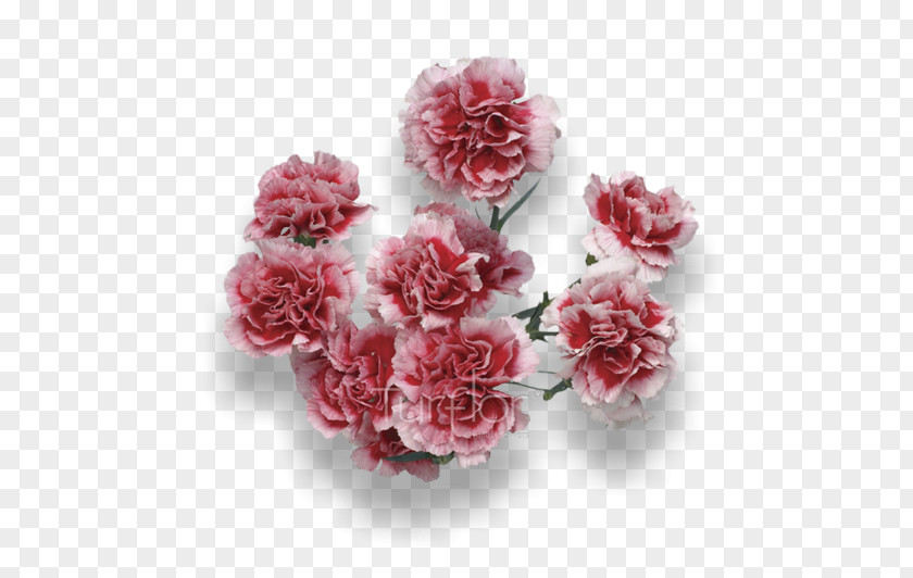 Burgundy Flowers Turflor Cut Carnation Garden Roses PNG