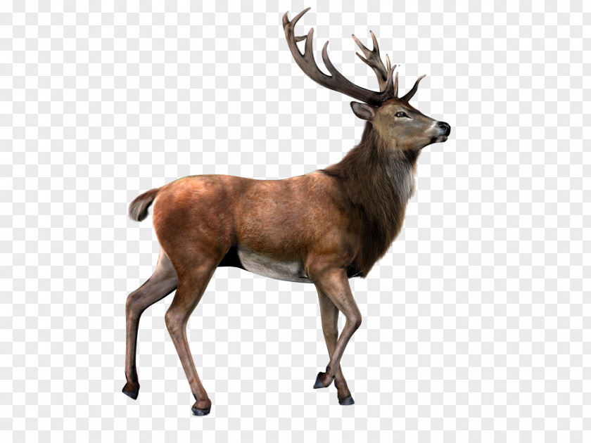 Deer With Transparent Background Reindeer Moose Clip Art PNG