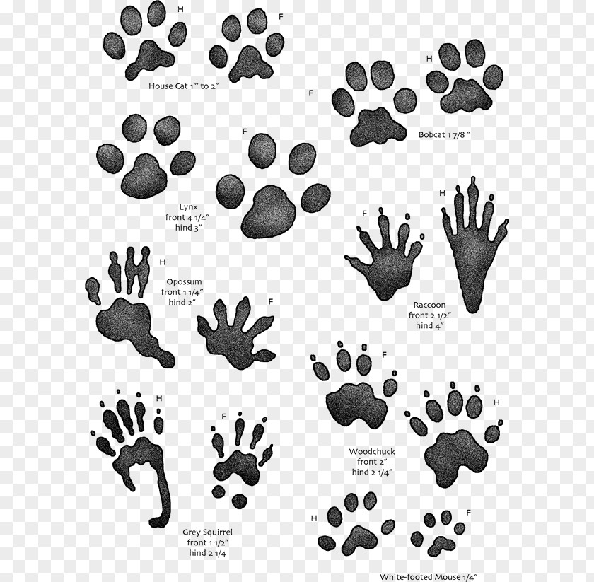Guinea Pig Animal Track Squirrel Tracking Footprint Hunting PNG
