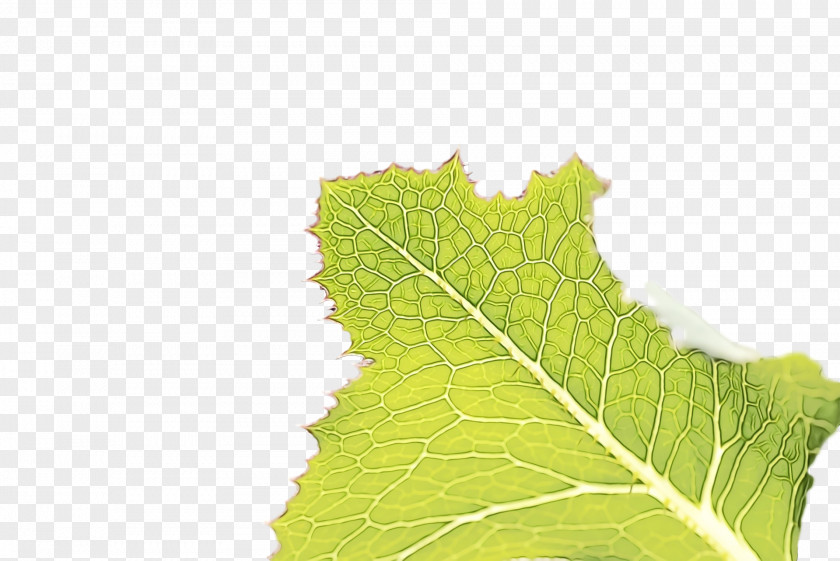 Leaf M-tree Tree Science Plants PNG