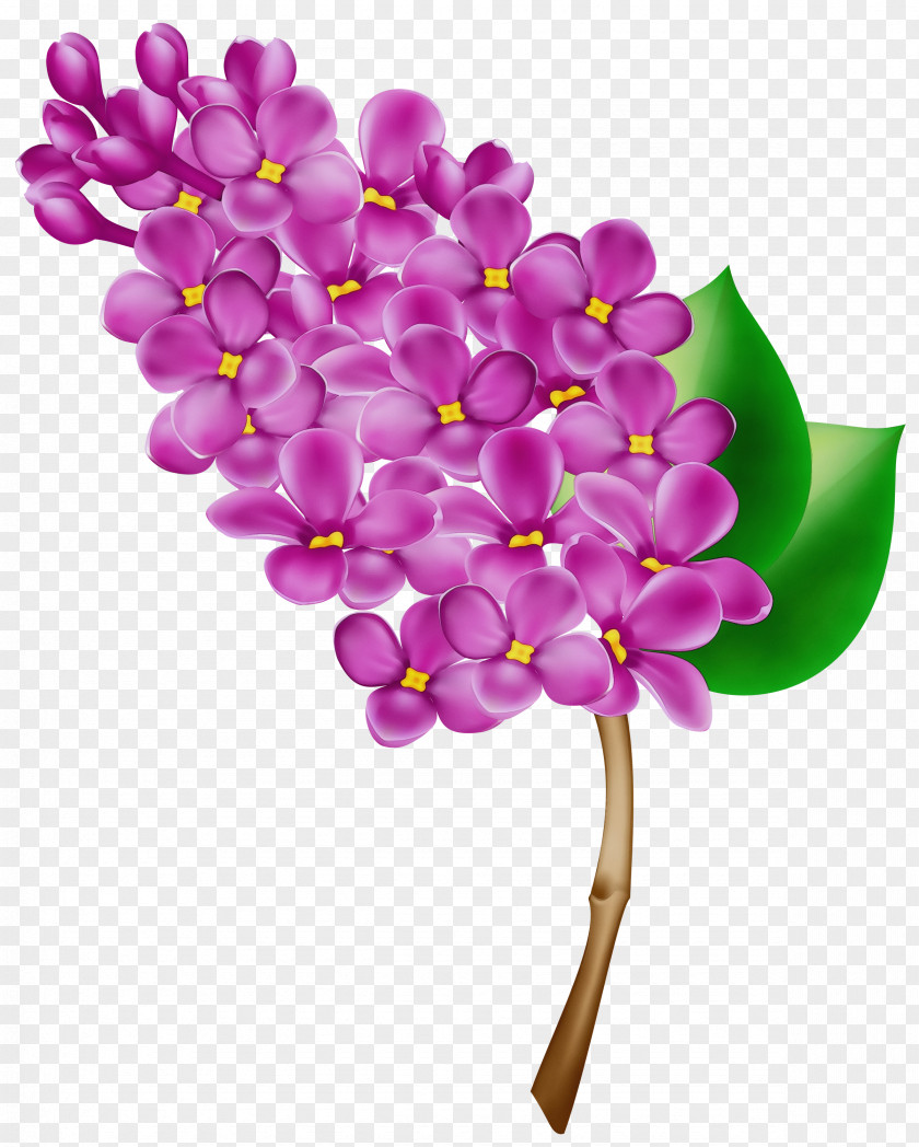 Magenta Petal Flower Purple Lilac Violet PNG