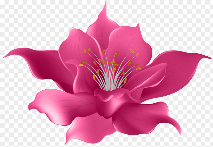 Magnolia Flower Painting Drawing Violet Clip Art PNG