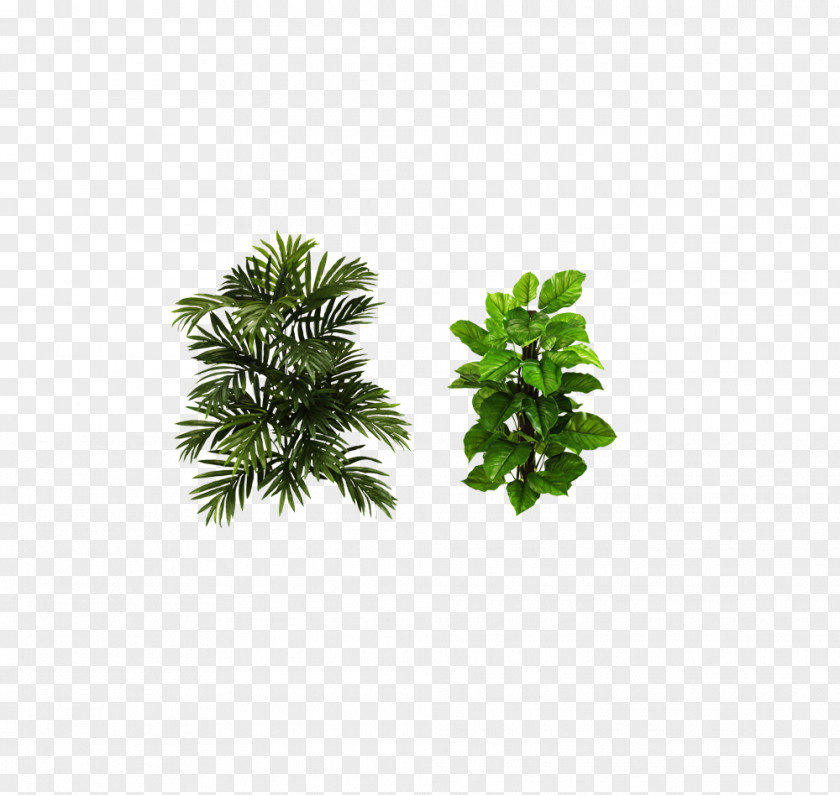 Plant Houseplant Areca Palm Arecaceae Tree PNG