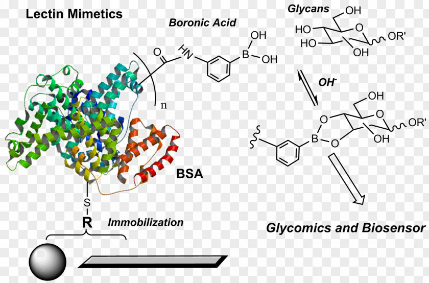 Bovine Serum Albumin Phenylboronic Acid Lectin Amino PNG